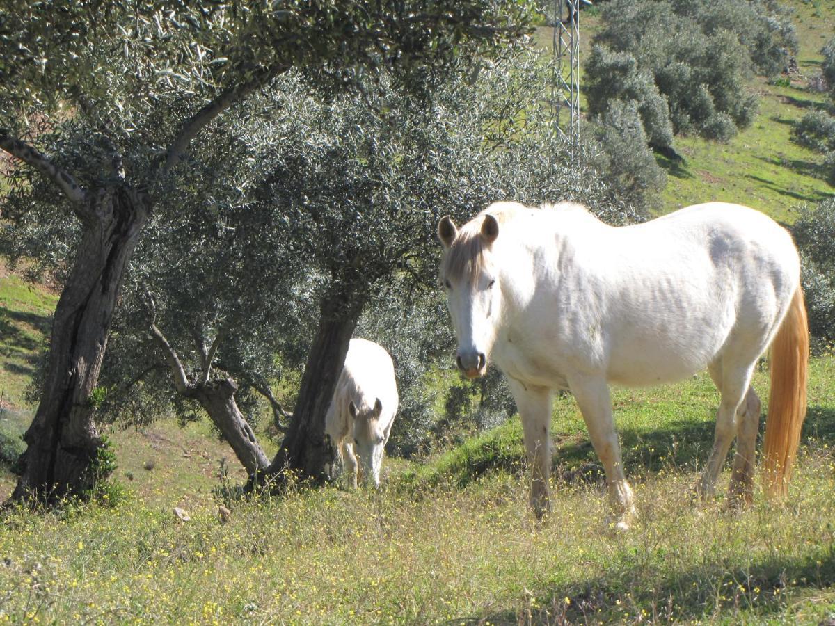 Cortijo "Era Grande 2" Villa Кордоба Екстериор снимка